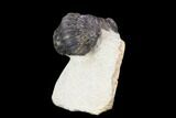 Bargain, Austerops Trilobite - Visible Eye Facets #120030-2